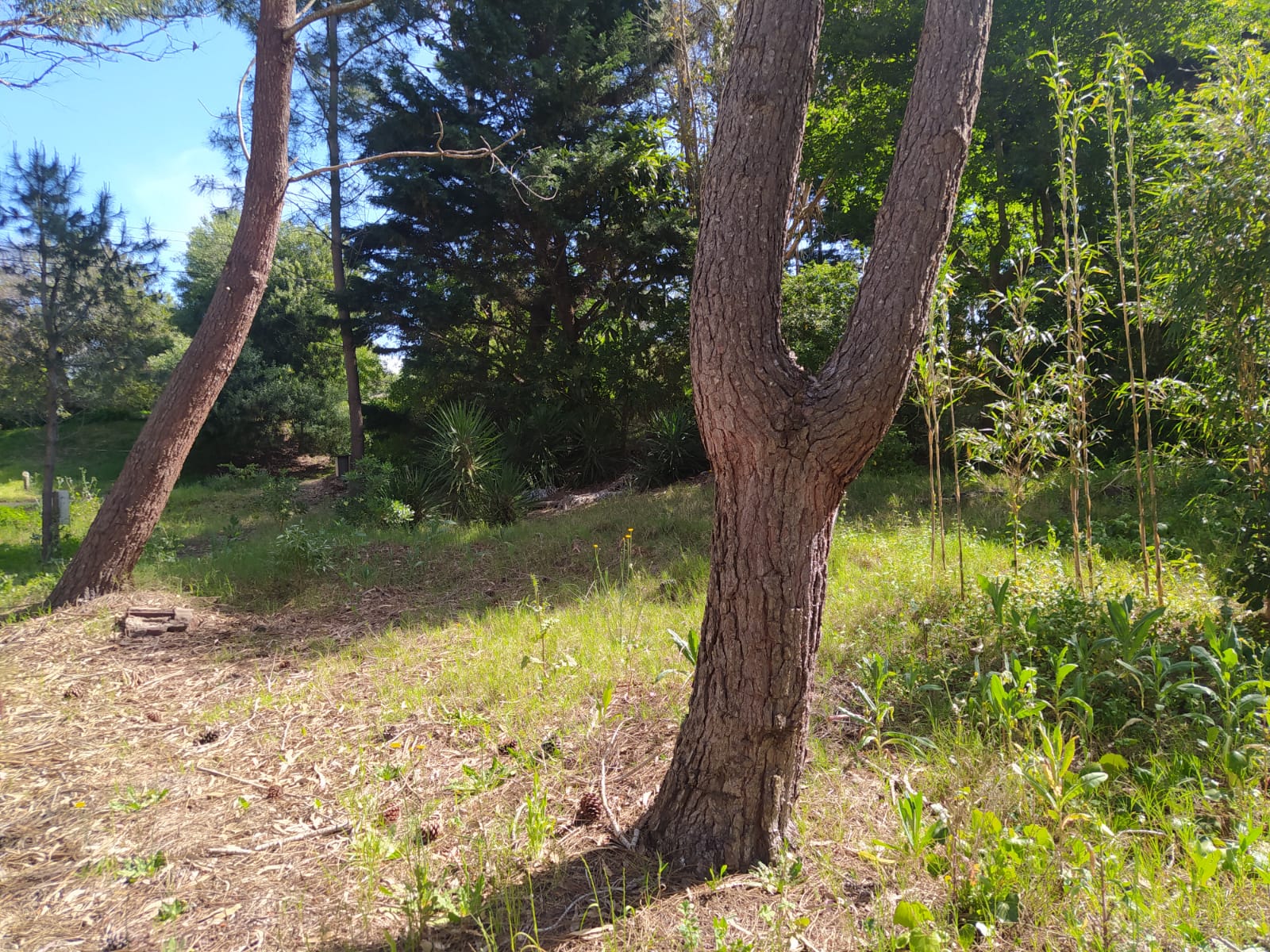Se Vende Lote de Terreno en Valeria del Mar, foto 4