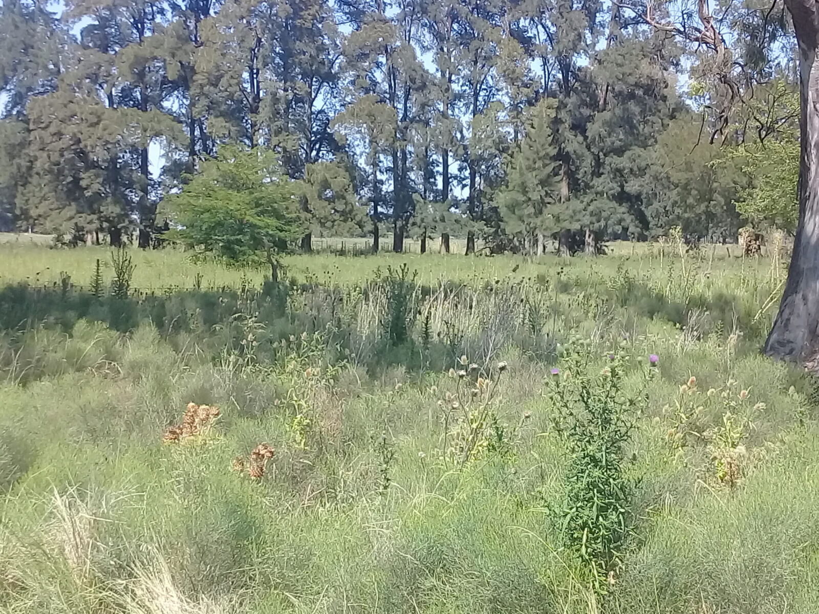 Se Vende Parcela de 2 Hectáreas, foto 1
